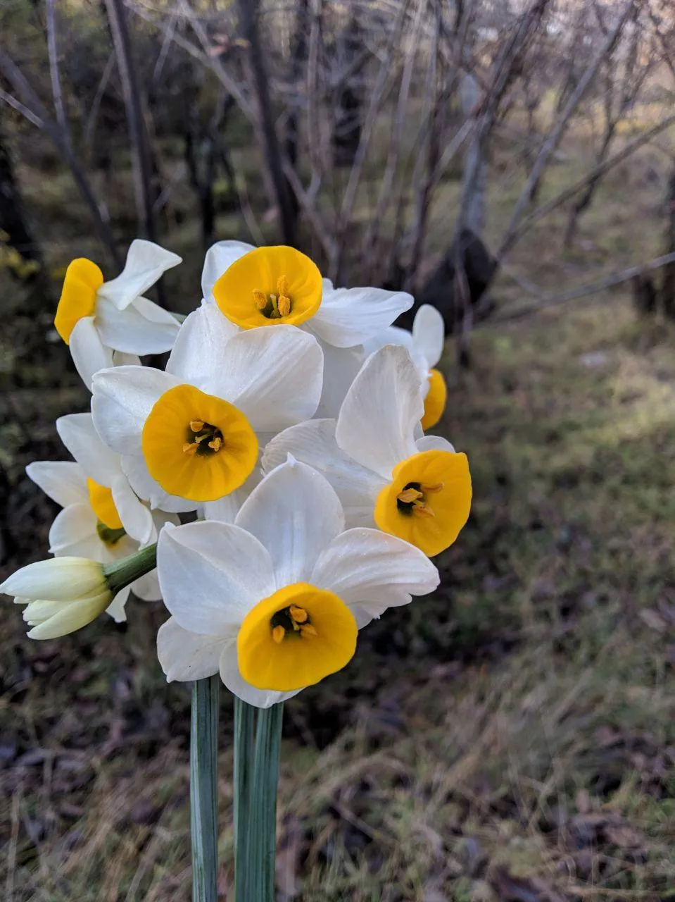 daffodil2.jpg