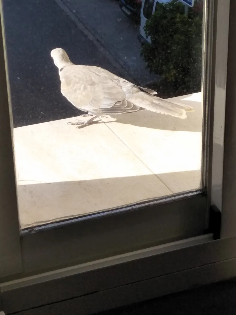 dove 00.jpg