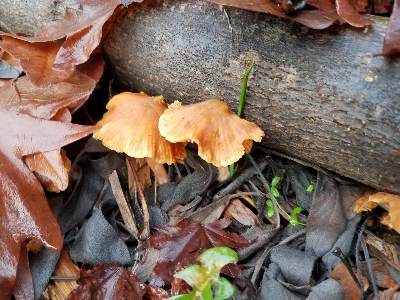mushrooms.jpg