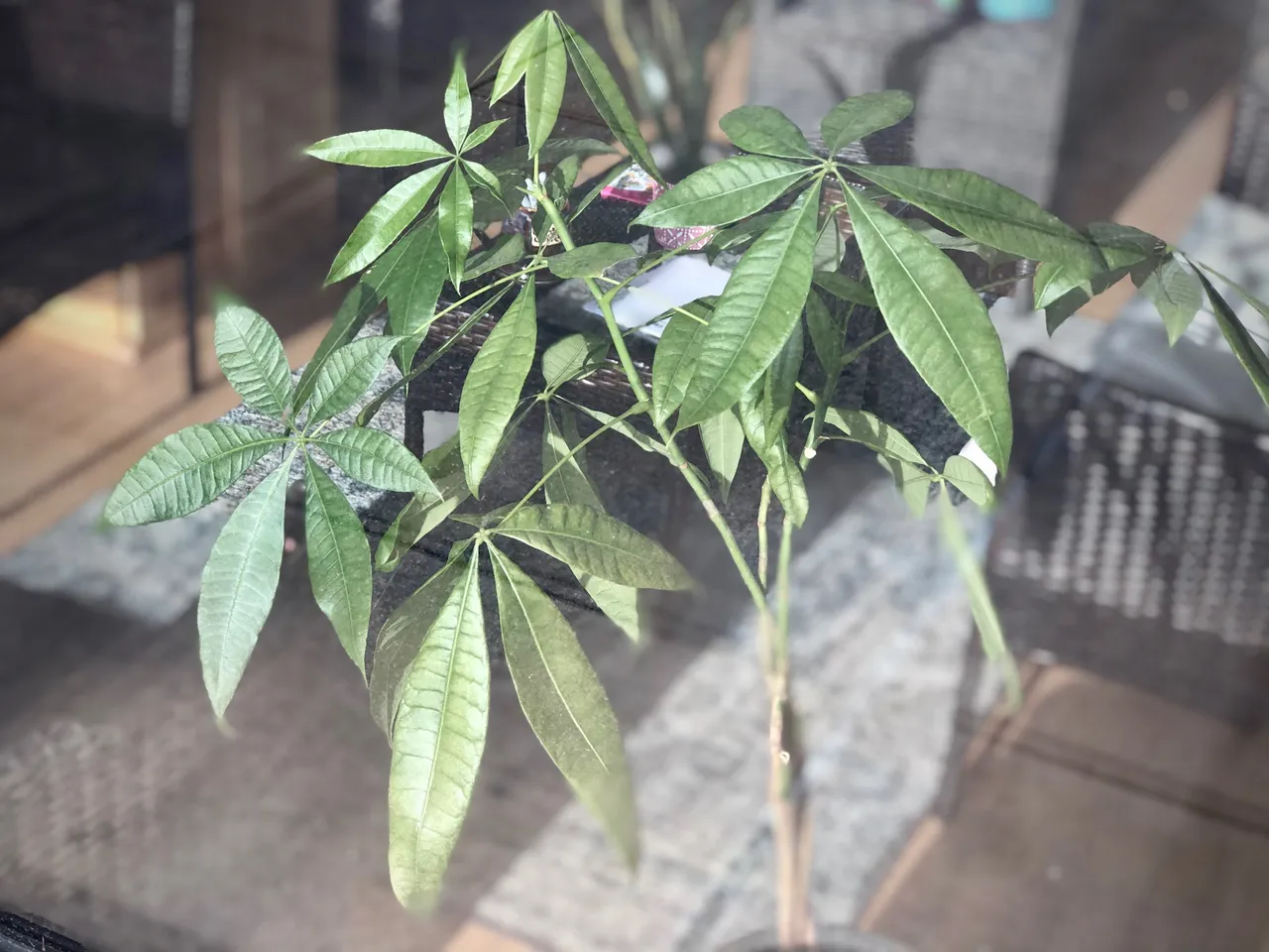IMG_1609.jpeg