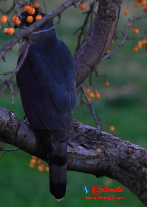 Coopers Hawk CoopersHk.jpg