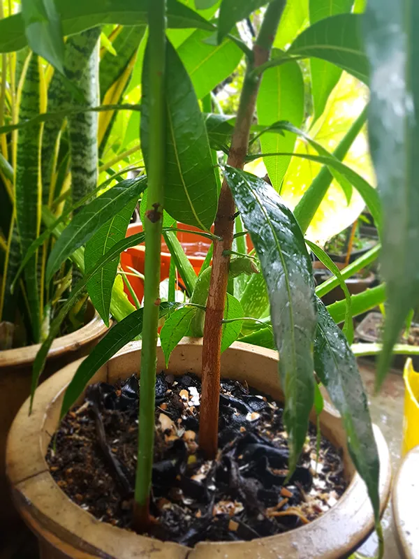 Raining04.jpg