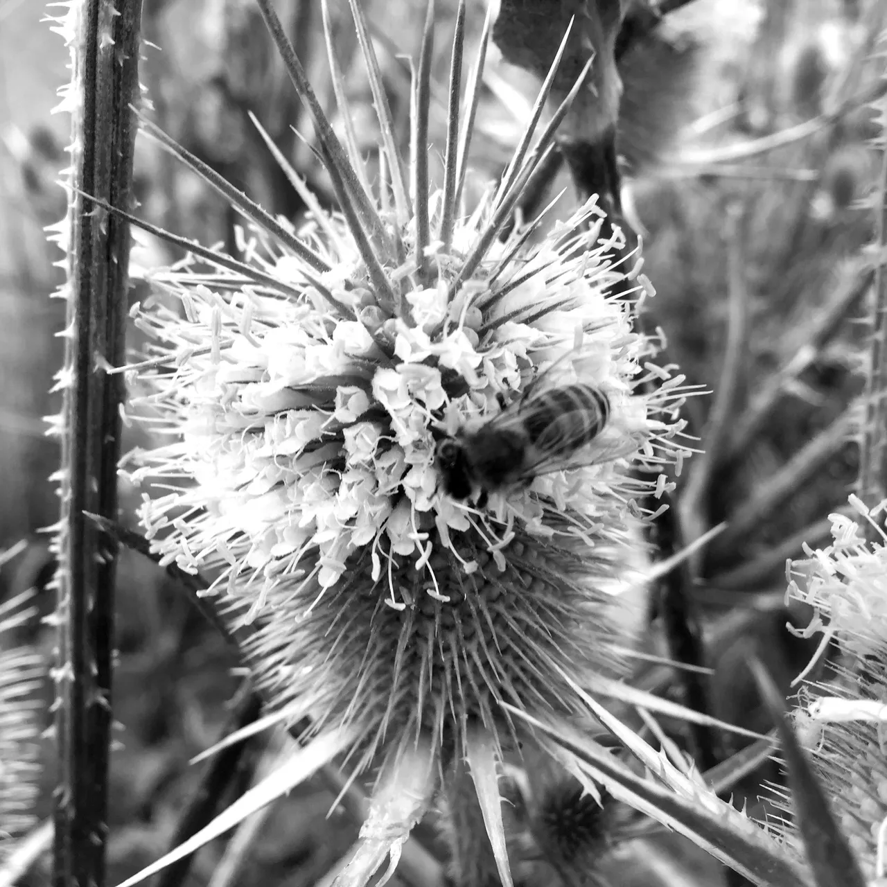 IMG0846BW.JPG