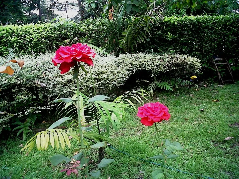 Rosas R.jpg