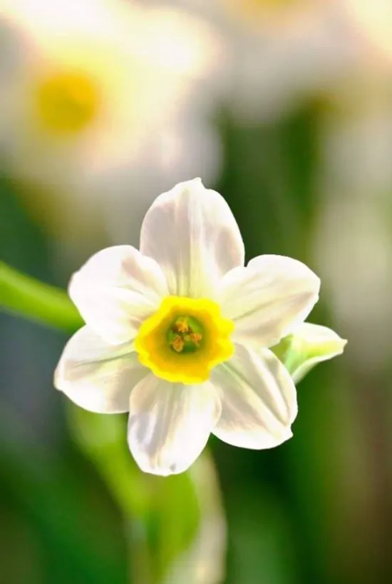 flowers42.PNG
