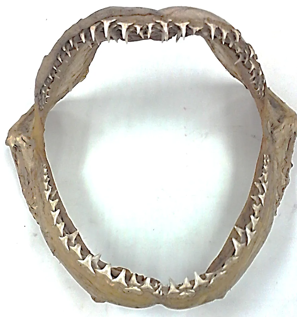 mandibula.png