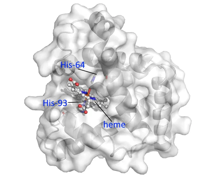 myoglobin.png