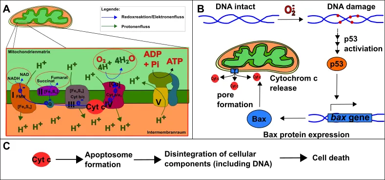 Apoptosis.png