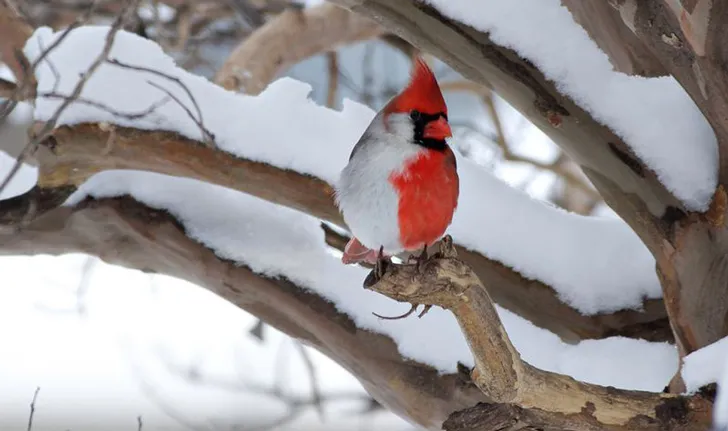 cardenal2.jpg