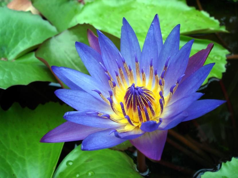 Loto_azul.jpg