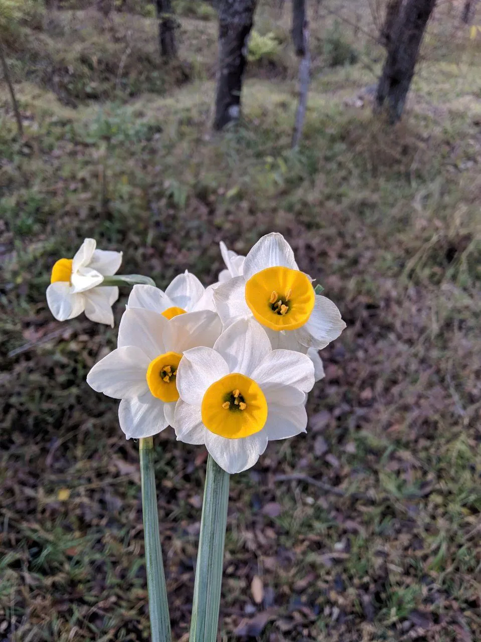 daffodil3.jpg