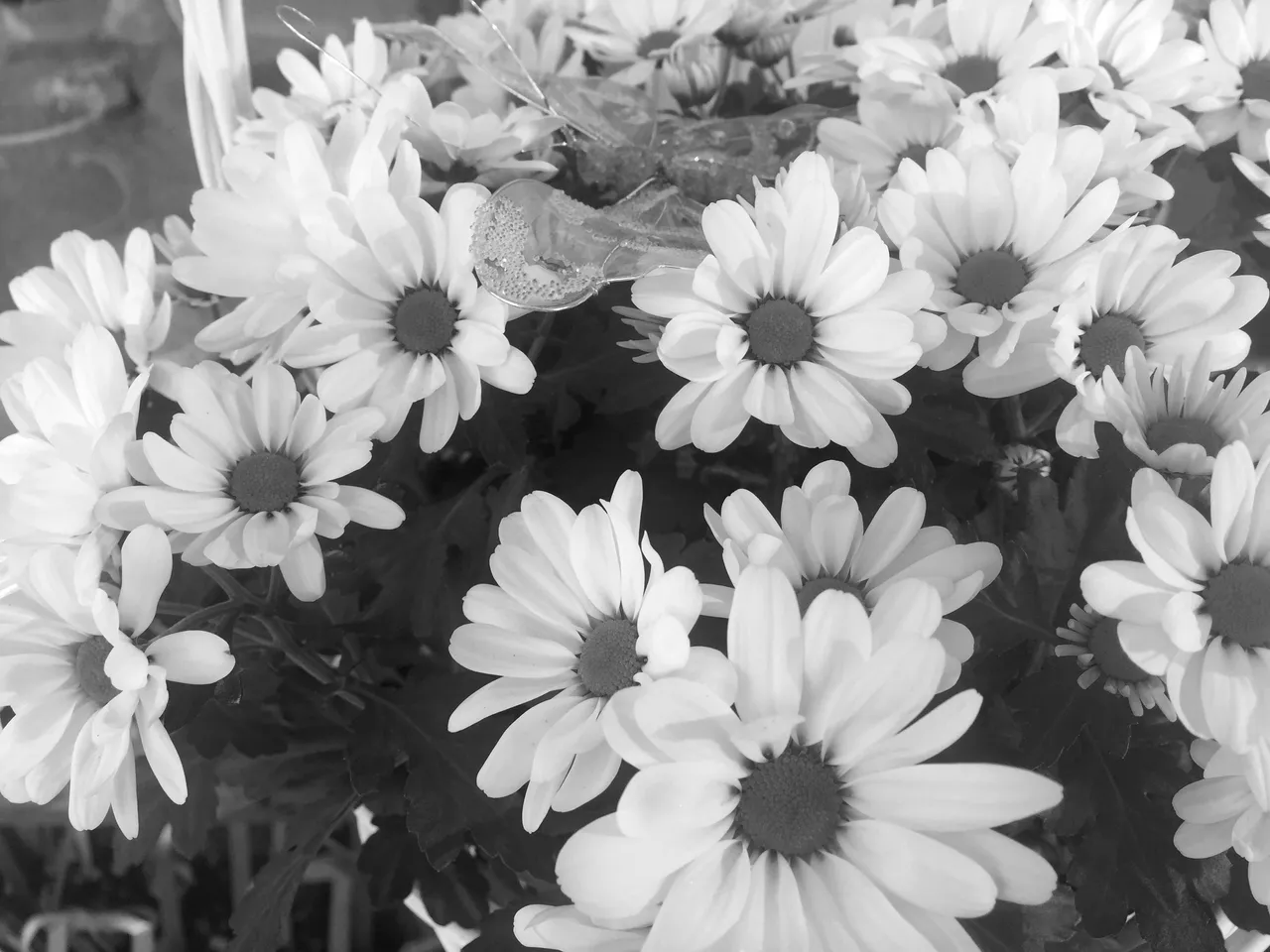 IMG2824BW.JPG