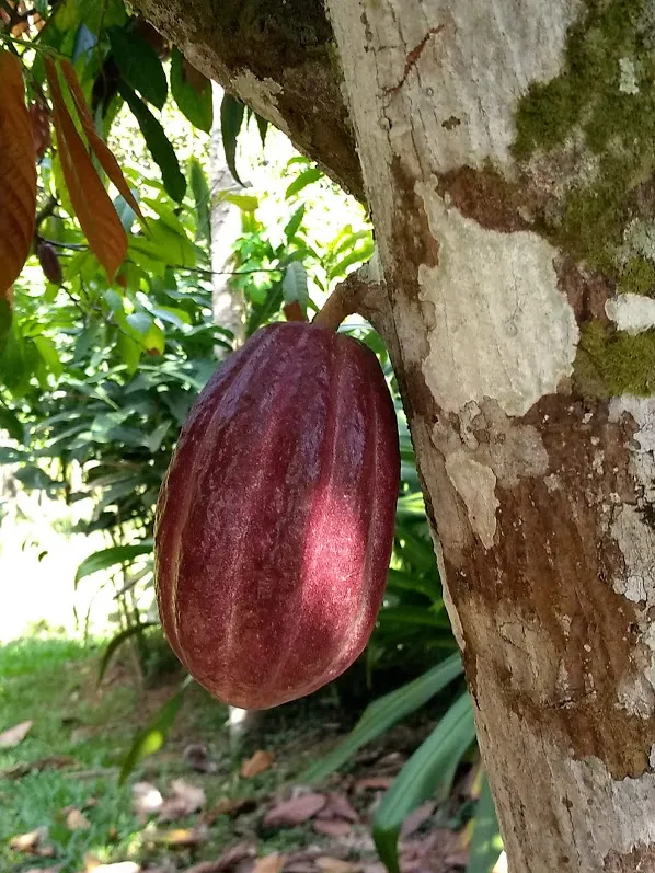 CacaoPod2.jpg