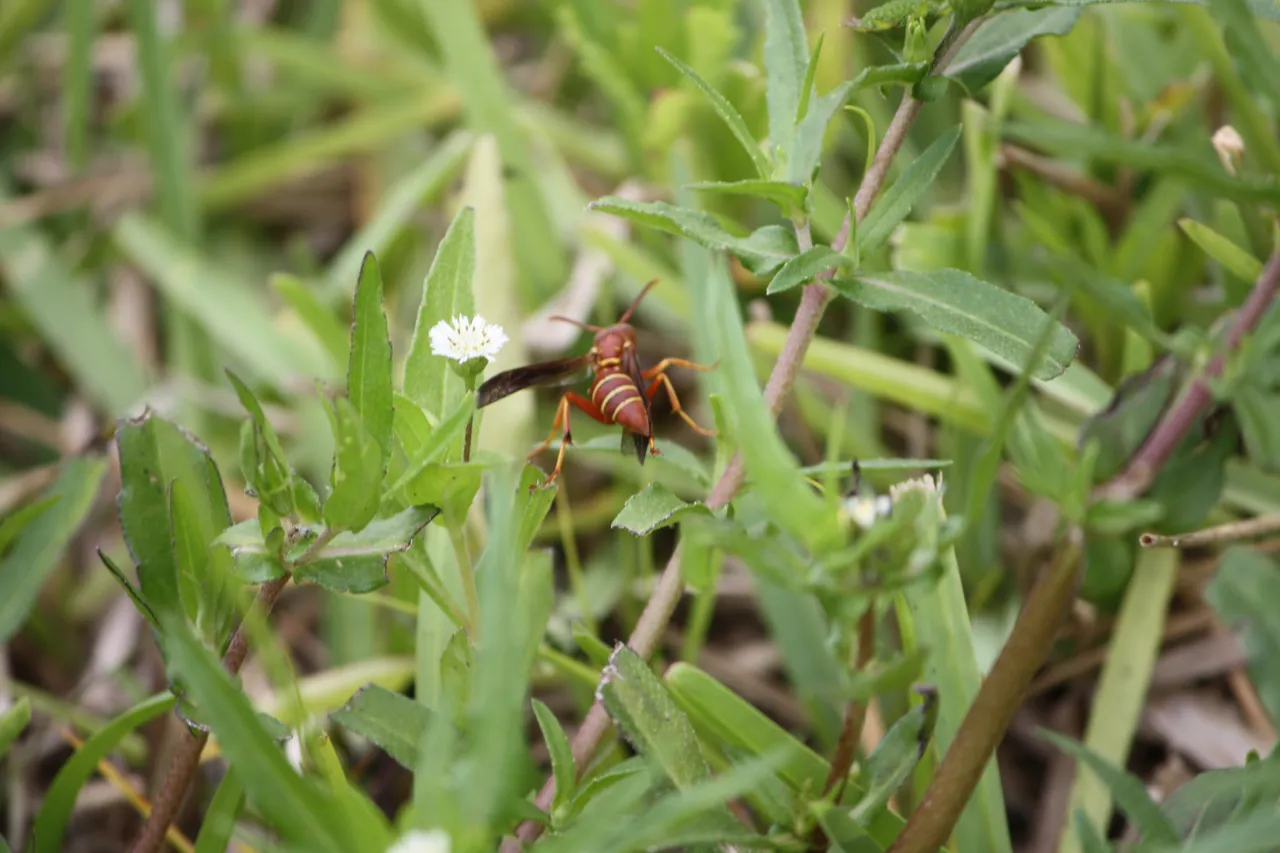 green-bug.jpg