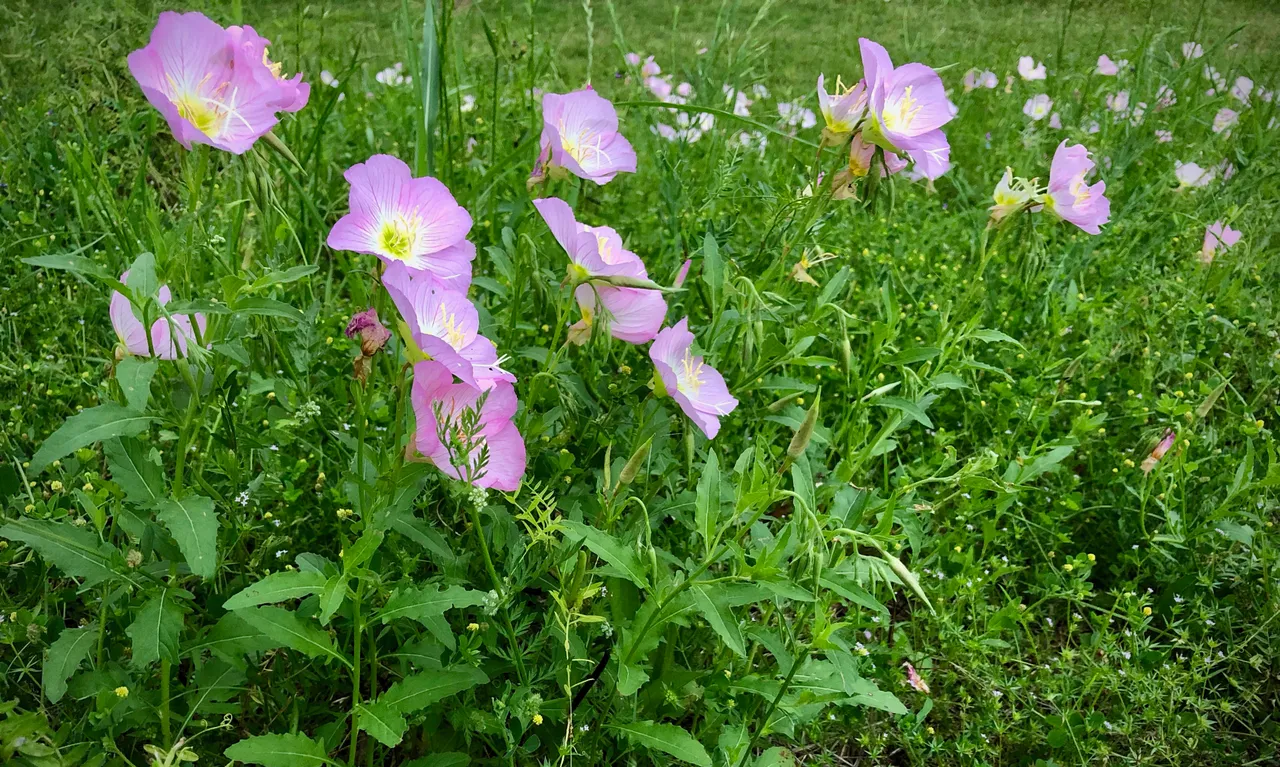 IMG_4062.jpeg