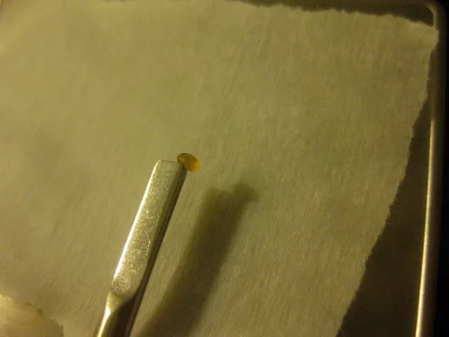 legaldab6.JPG