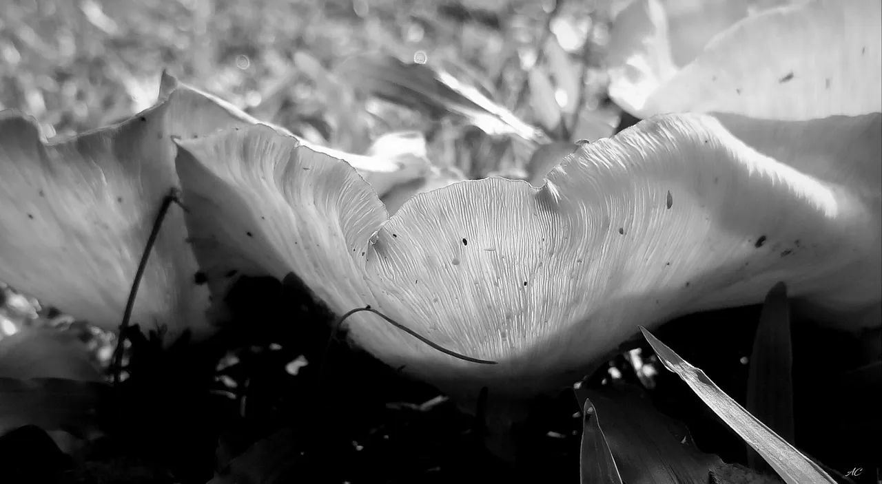 DSC_2900b.jpg