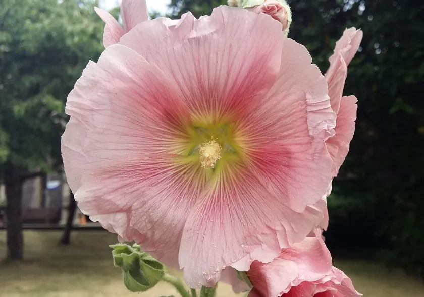 hollyhock.jpg