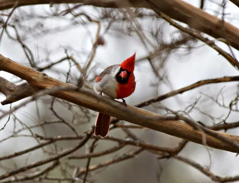 cardenal3.jpg