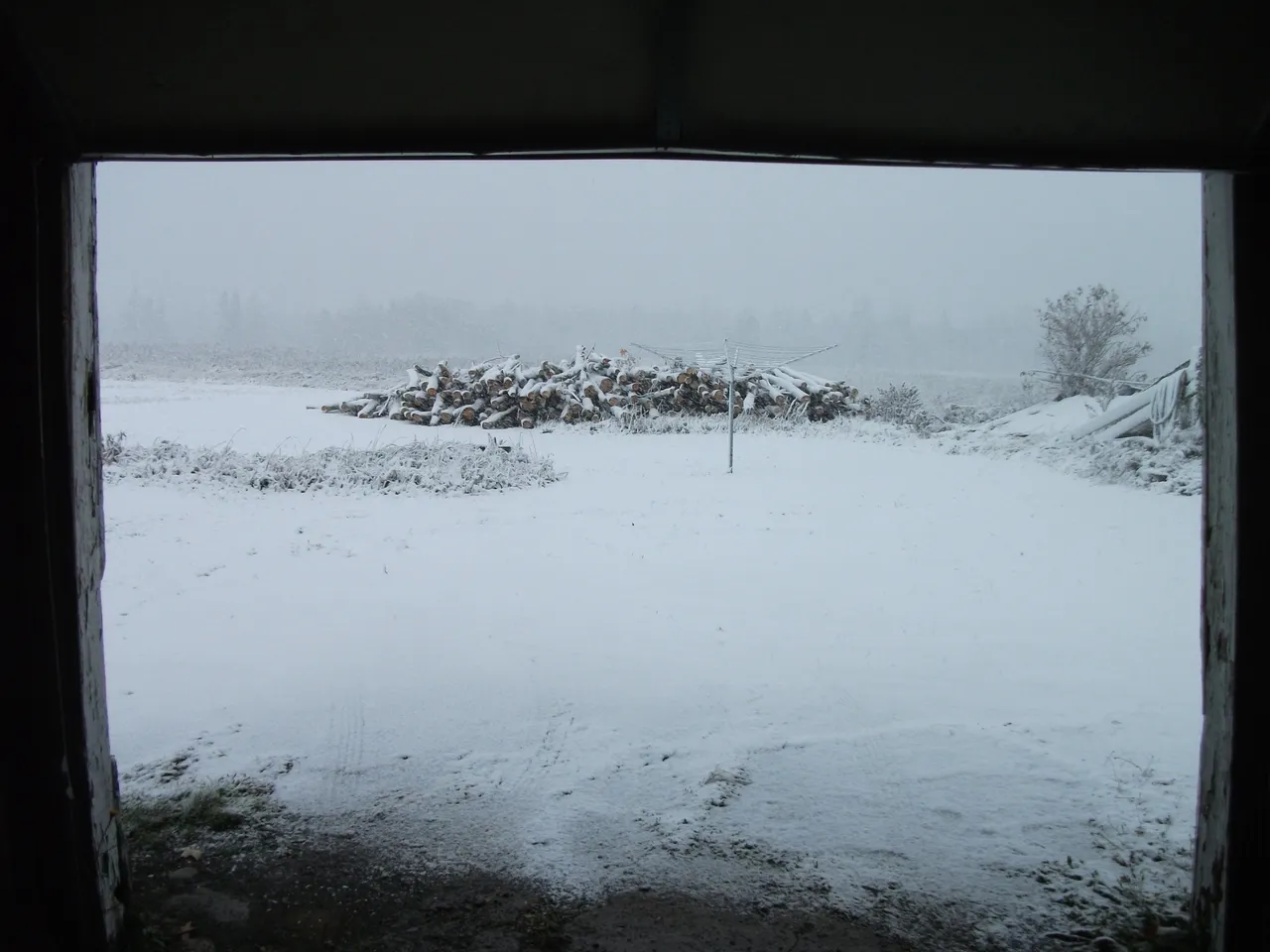 Snowy 001.JPG