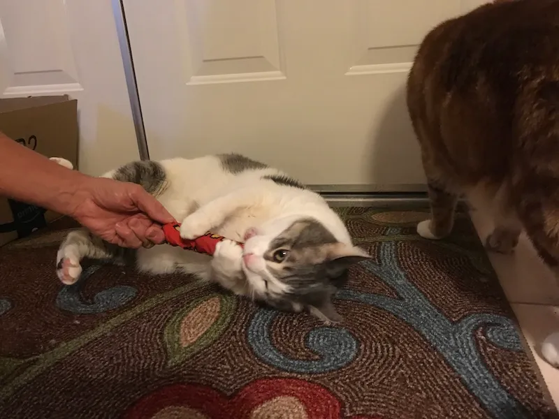 tgrcatnip.jpg