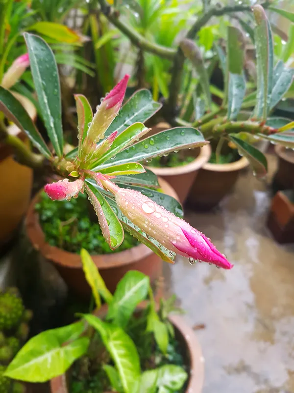 Raining05.jpg