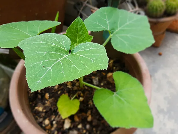 Pumpkin01.jpg