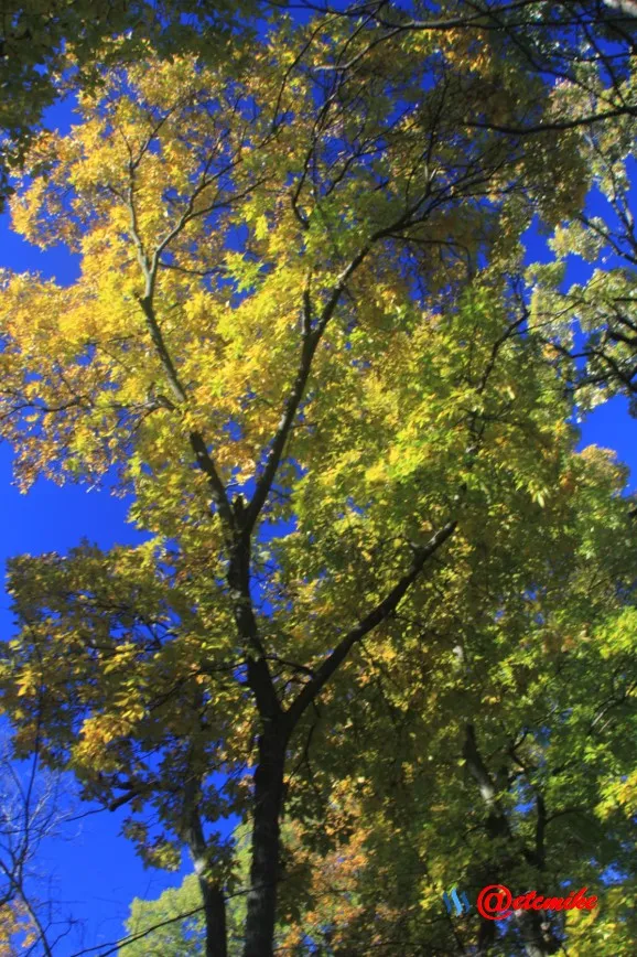 fall trees colors landscape fall-colors fontenelle-forest Fall02042.jpg
