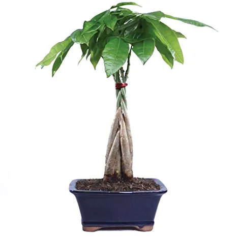moneytree.jpg