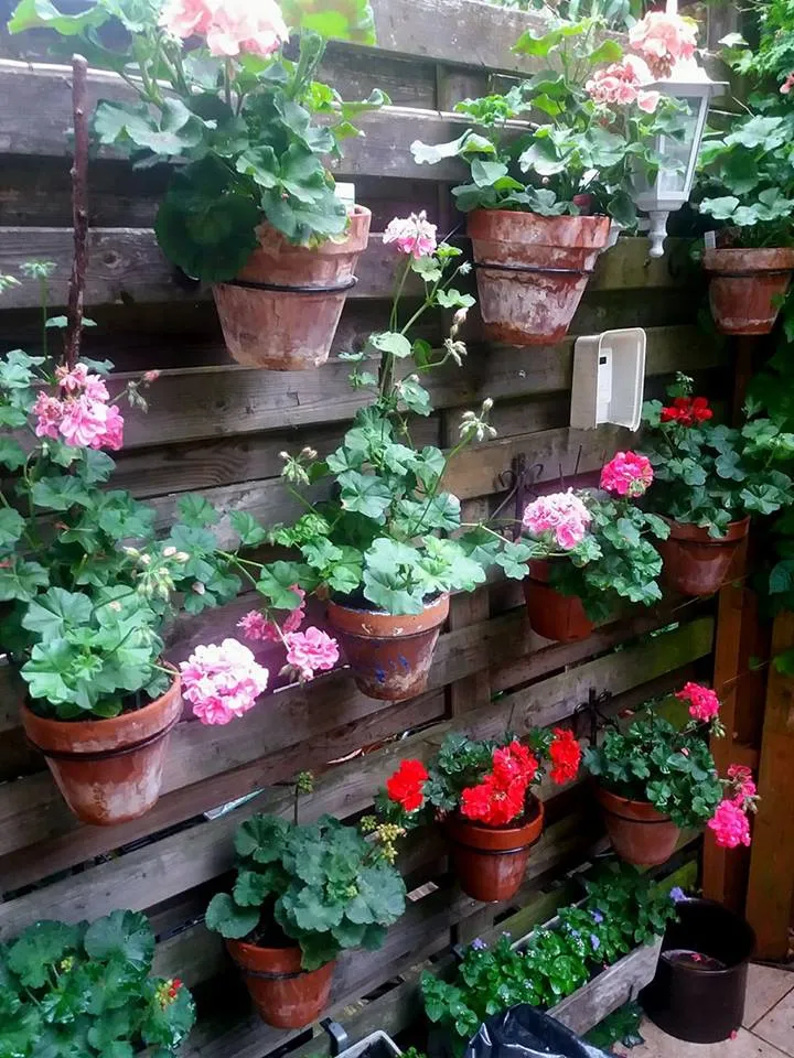 geraniums.jpg