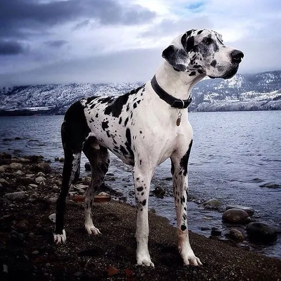 greatdane.jpg