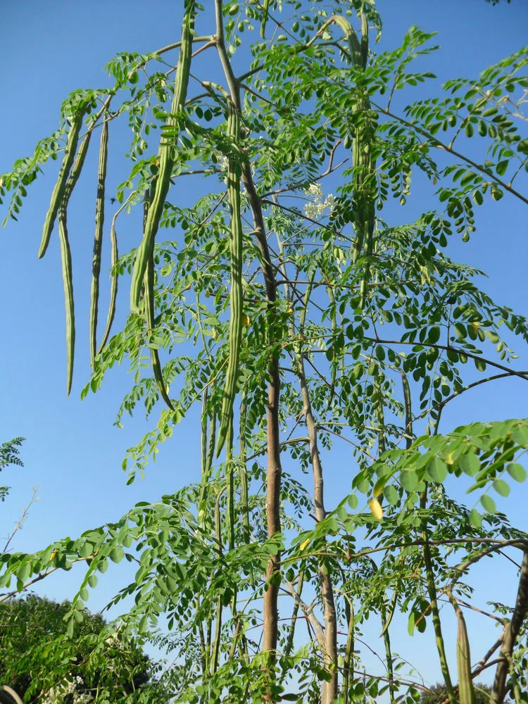 Moringa-2.jpg