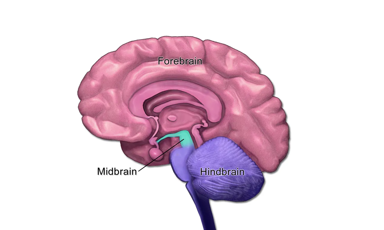 midbrain.jpeg