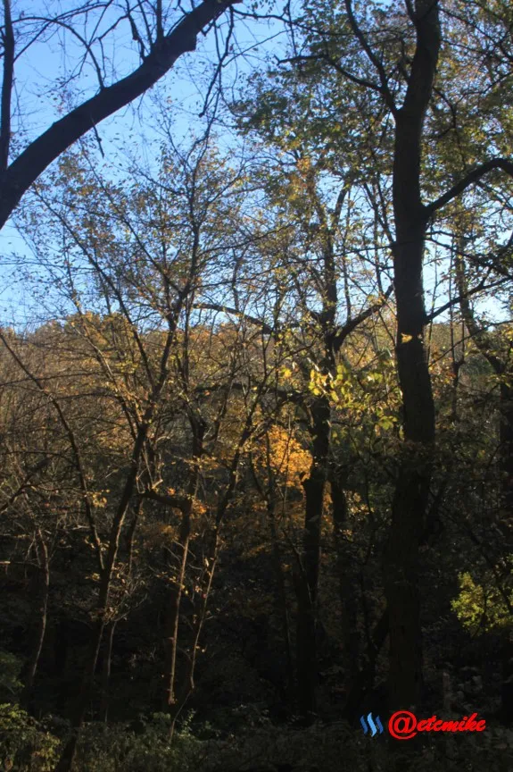 fall trees colors landscape fall-colors fontenelle-forest Fall02056.jpg