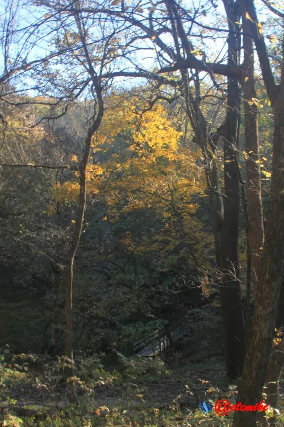 fall trees colors landscape fall-colors fontenelle-forest Fall02060.jpg