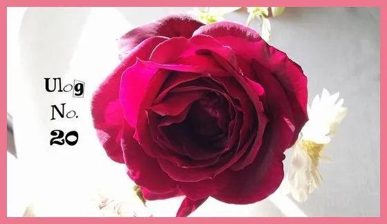 redrose33.jpg