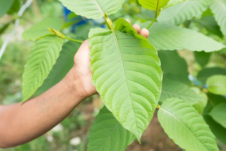 krattree2.jpg