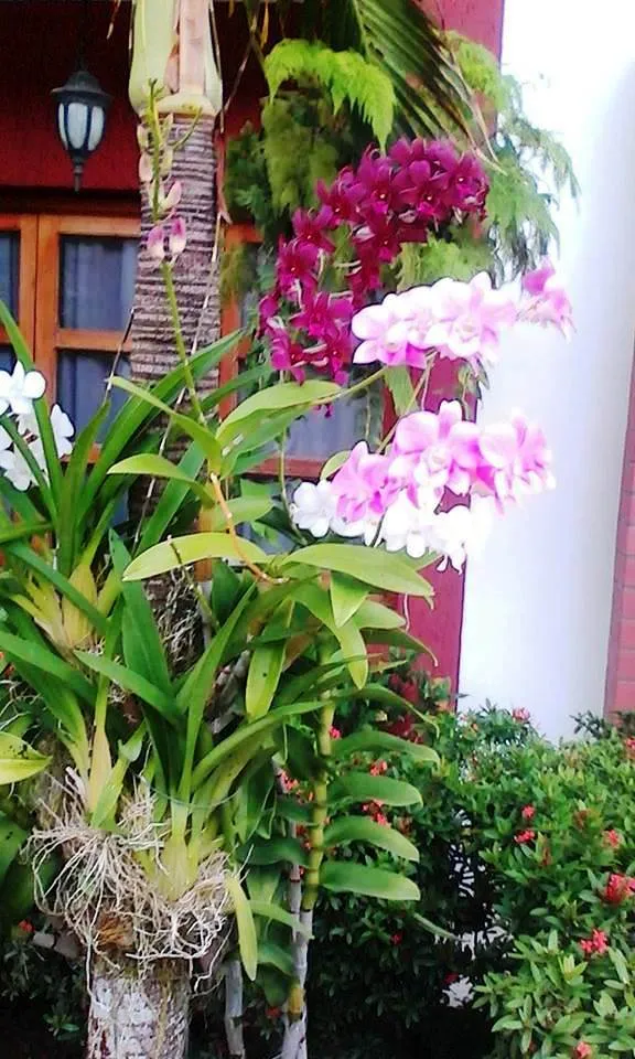 Orquideas.jpg