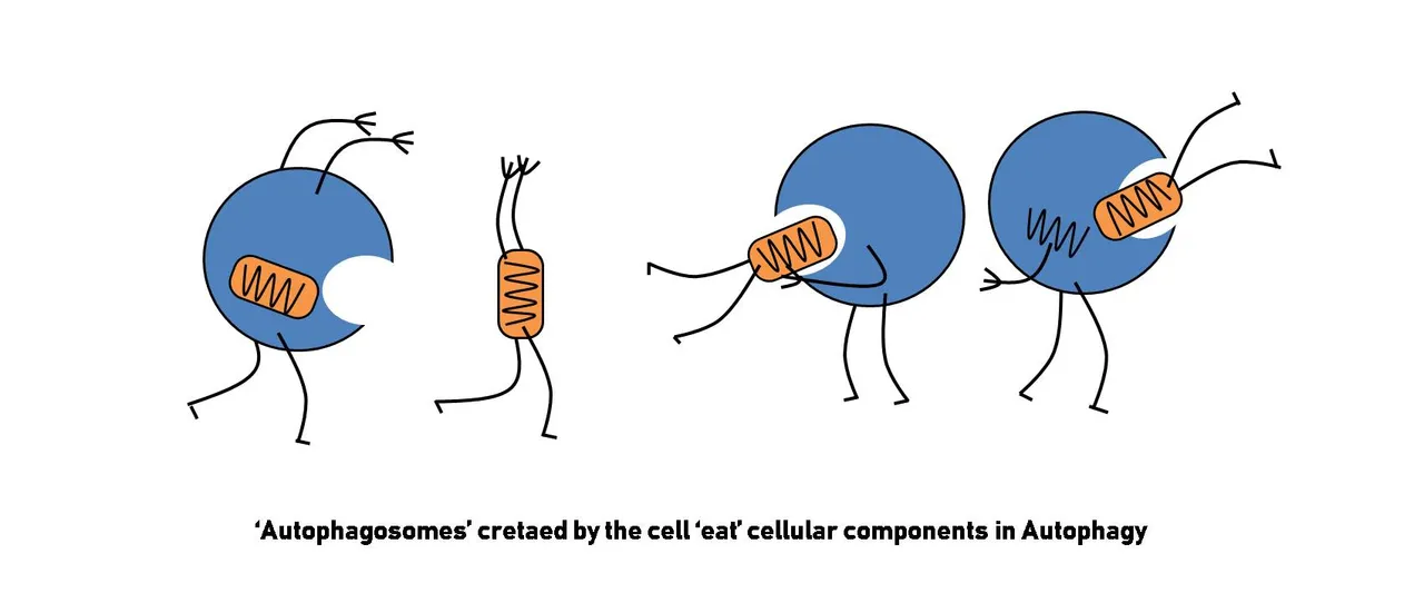 autophagy.jpg
