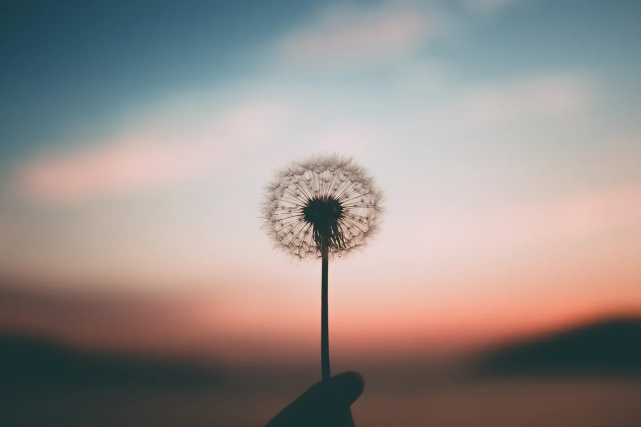 dandelion.jpg