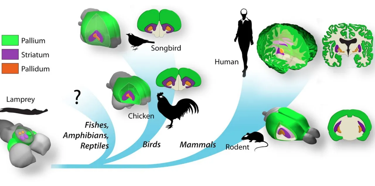 tribrain2.jpg