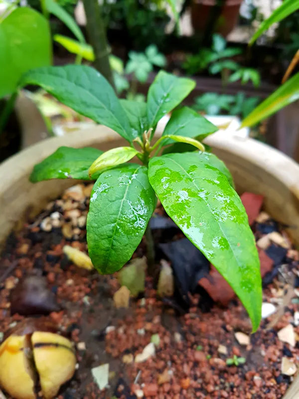 Raining19.jpg