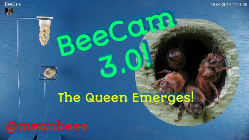 BeeCam3.0.jpg