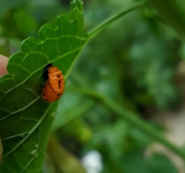 Ladybug03.jpg
