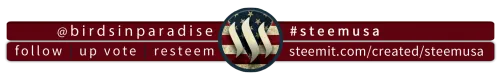 steemusa1.png