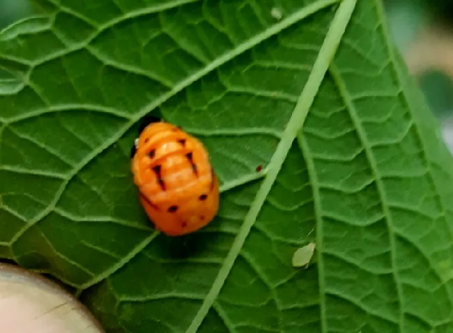 Ladybug02.jpg