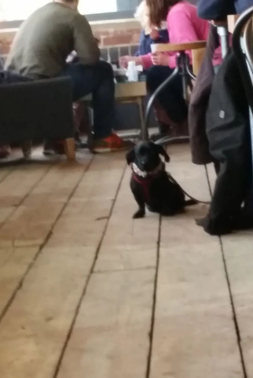 jan14dog2.jpg