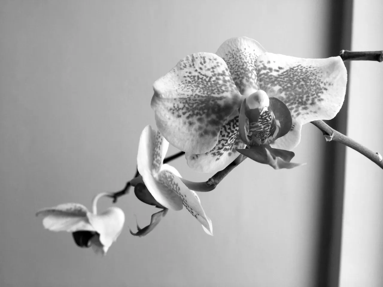 IMG2525BW.JPG