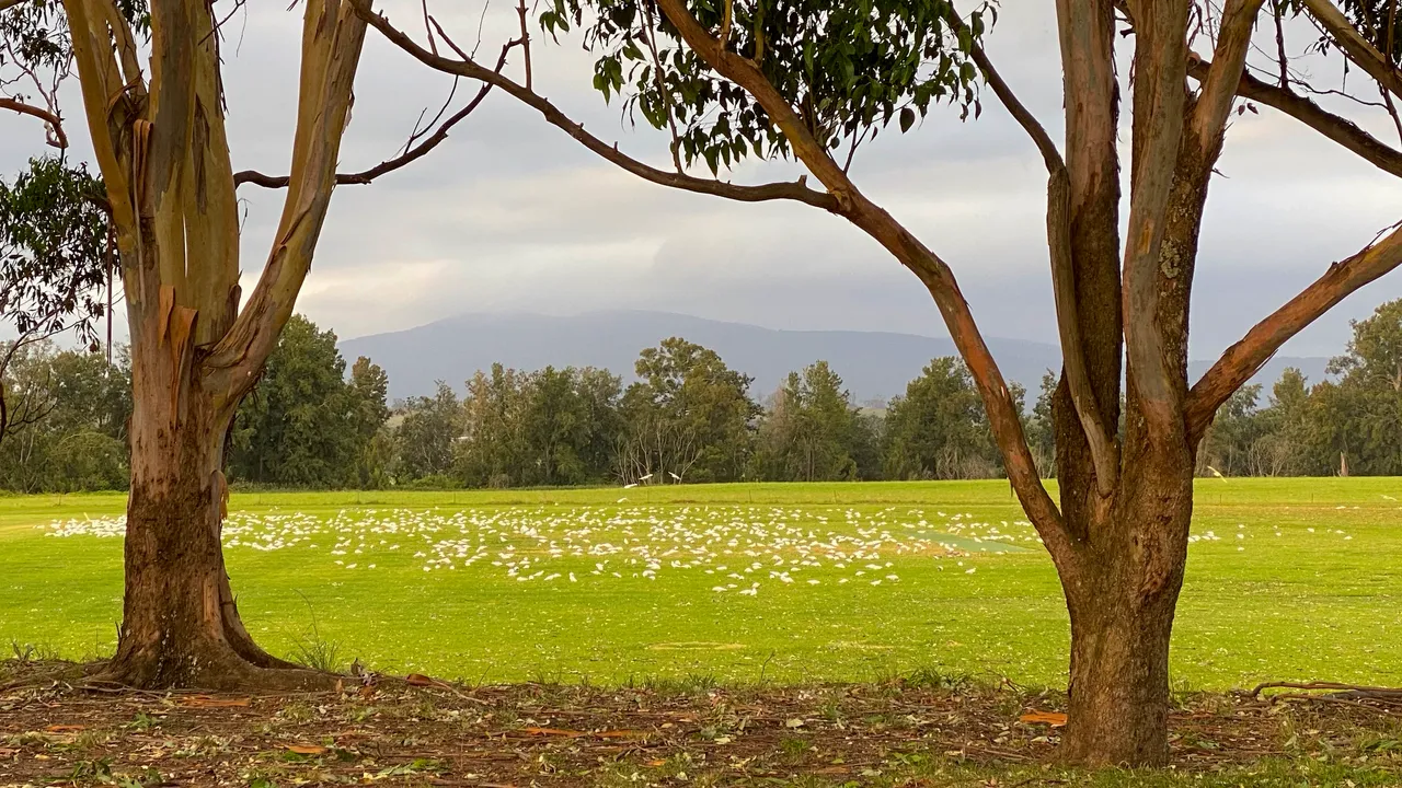 CRACKLE OF COCKATOOS.png