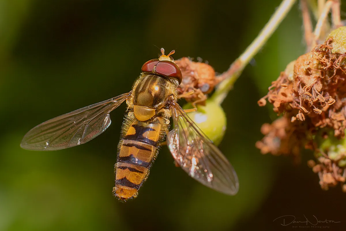 Episyrphus balteatus0103PP.jpg